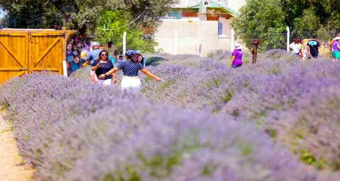 Lavanta Festivali’ne vatandaşlar yoğun ilgi gösterdi