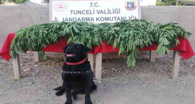 Tunceli’de uyuşturucu operasyonu