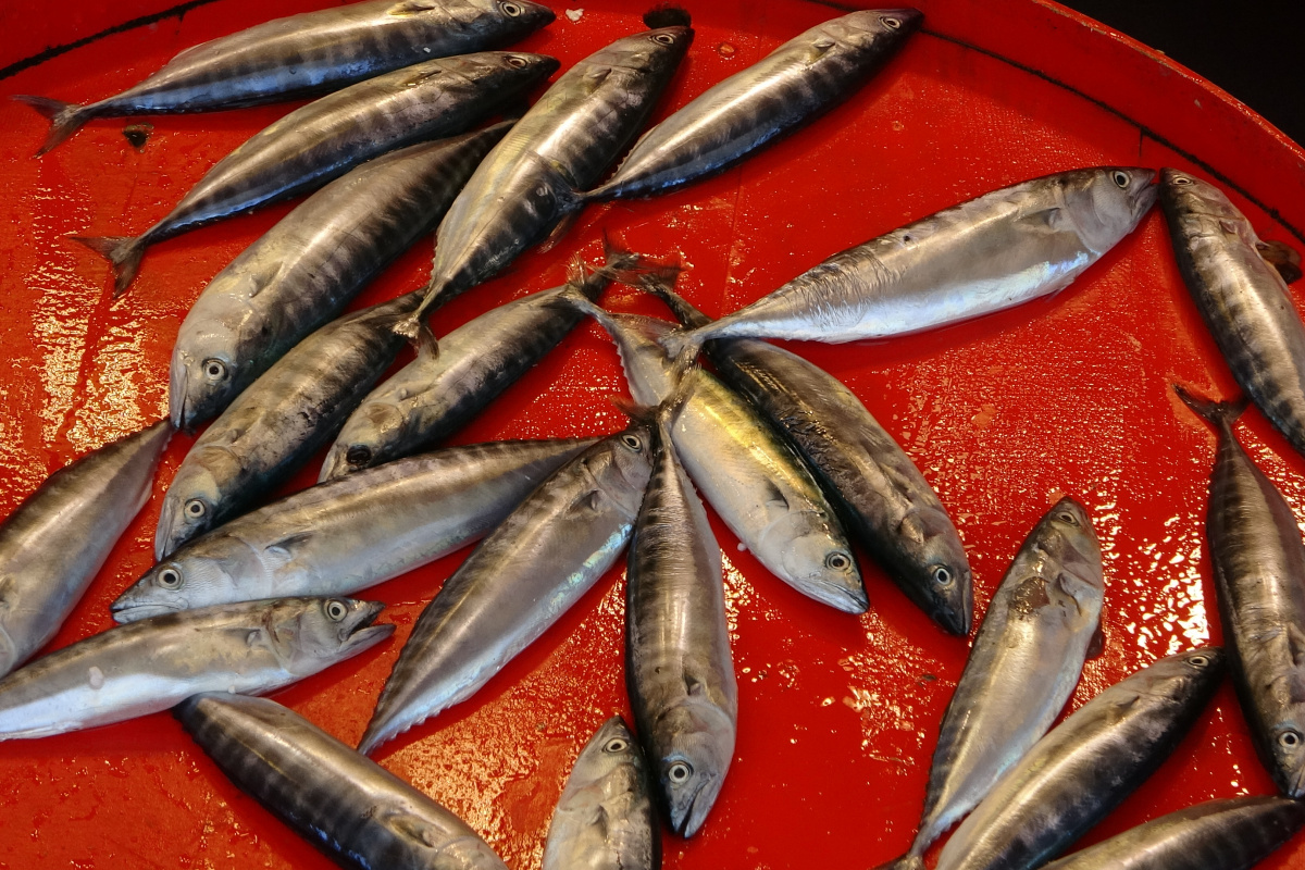 Çingene palamudu şimdiden tezgahta yerini aldı