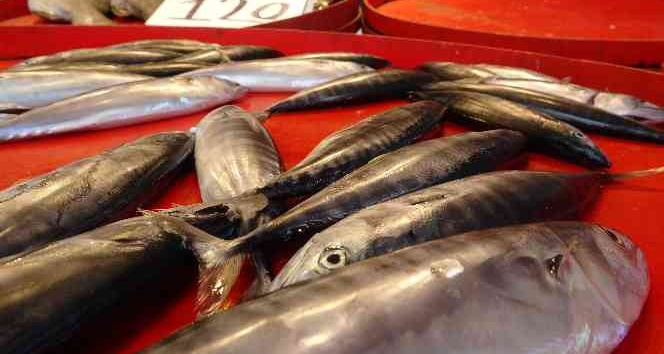 Çingene palamudu şimdiden tezgahta yerini aldı