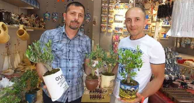 Balıkesir’de bodur zeytin ağaçları hediyelikler arasına girdi