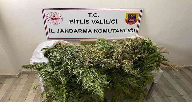 Güroymak’ta 153 kök kenevir ve 4 kilo esrar ele geçirildi
