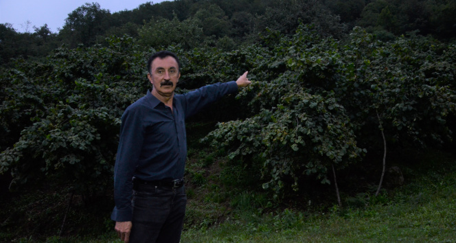 Bahçesine dadanan domuzlardan bıktı, Karadeniz zekasını konuşturdu