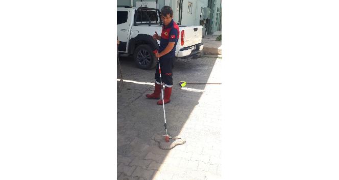 Iğdır’da iş yerine giren engerek yılanı korkuttu