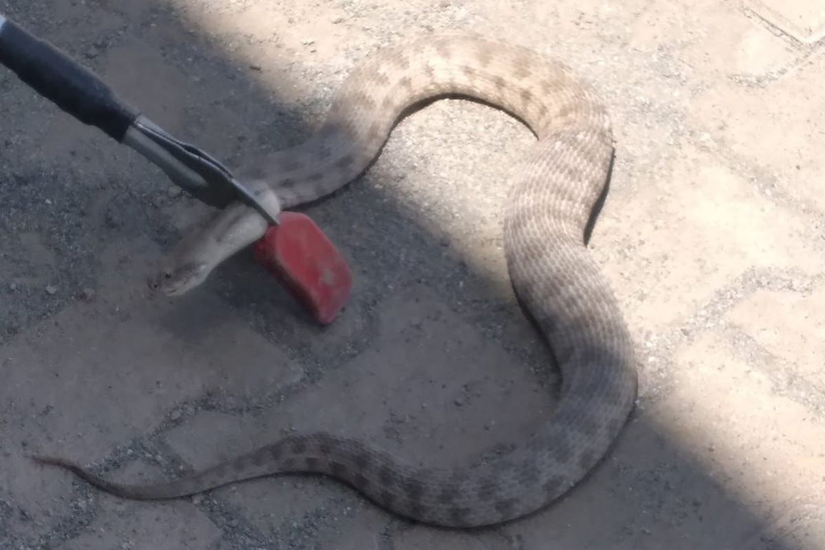 Iğdır’da iş yerine giren engerek yılanı korkuttu