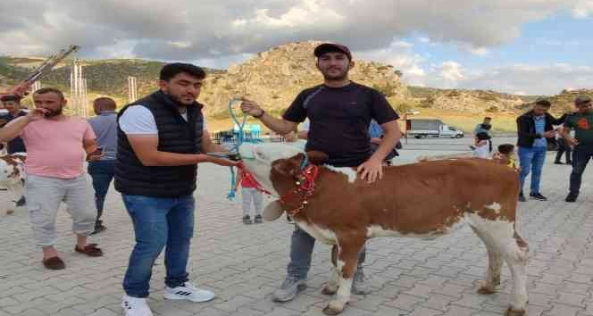 Yozgat’ta koç ve buzağı güzellik yarışması yapıldı