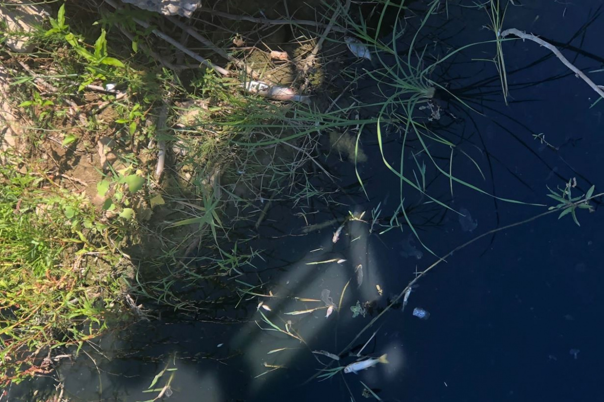 Antalya’da otel lojmanından gelen atık su balık ölümlerine neden oldu