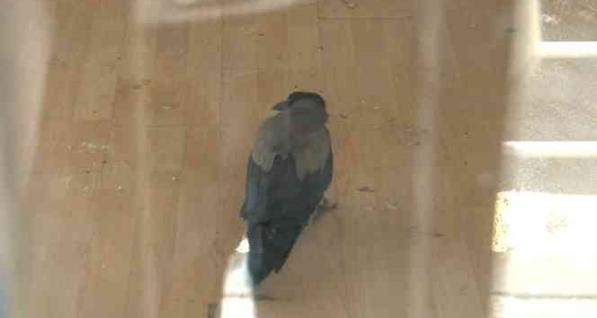 Kadıköy’de evde mahsur kalan karga için mahalleli seferber oldu