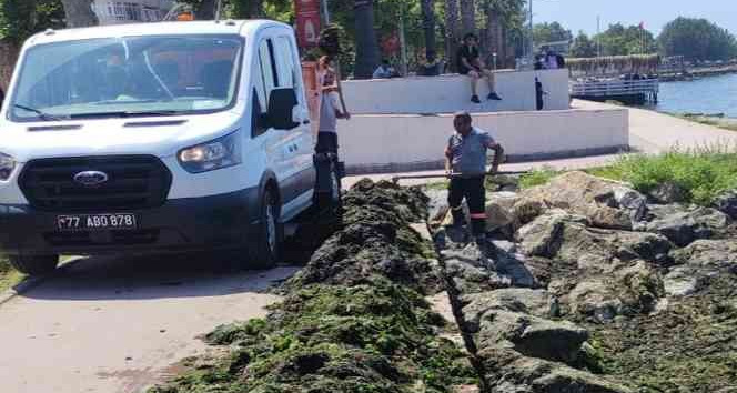 Yalova sahilinde yosun temizliği