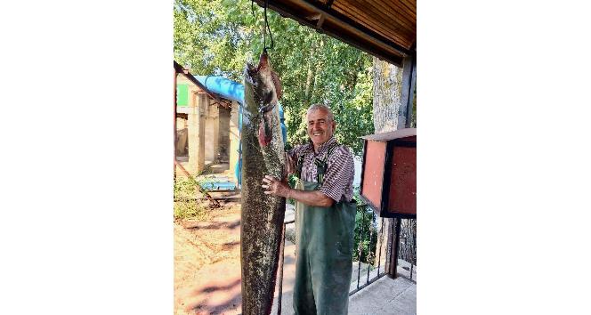 Edirne’de amatör balıkçı tam 40 kiloluk yayın balığı tuttu