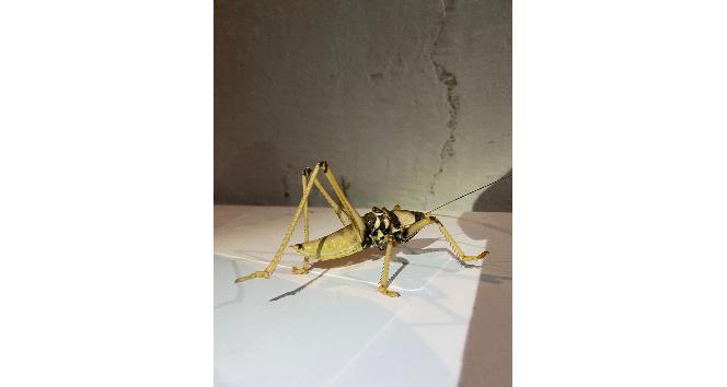 Elazığ’da dev çekirge görüntülendi