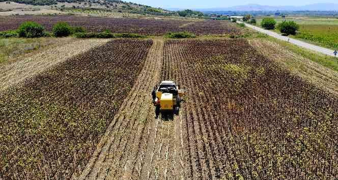 Yağlık ayçiçeği hasadı başladı