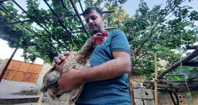 Tavuğun sahibi: "Sabahları tavuğun horoz gibi ötme sesiyle uyanmaya başladık"