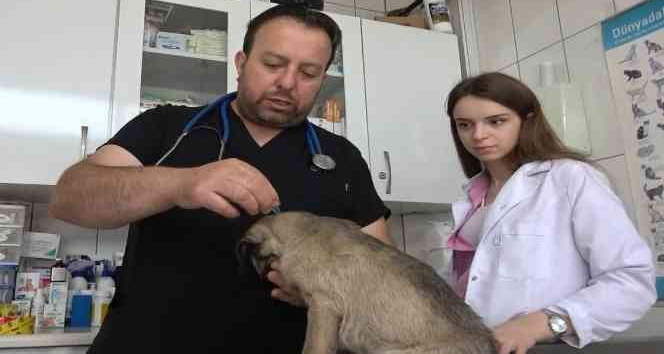 Uzmanlardan kenelerin evcil hayvanlarla yayılmasına karşı uyarı