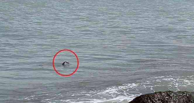 Ordu’da nesli tükenmekte olan su samuru görüldü