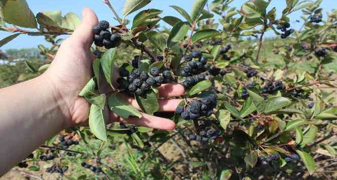 Yalova aronyasının kilo fiyatı belirlendi