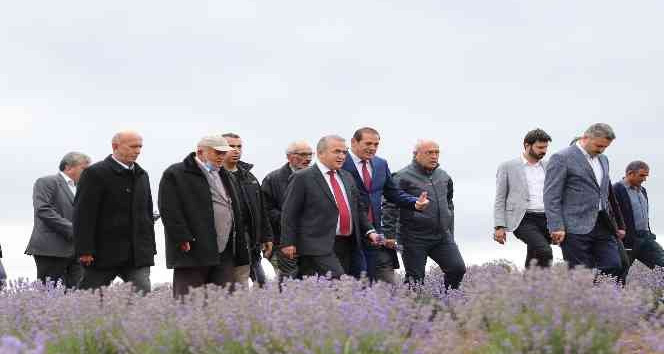 Tokat’ta, 650 dekar alanda lavanta hasadı