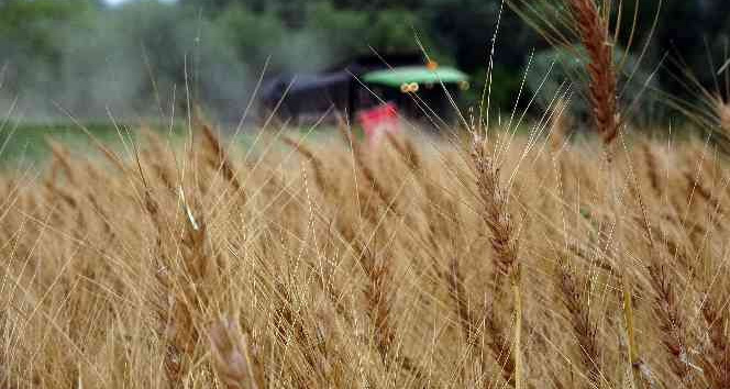 Yozgat’ta hububat hasat günü etkinliği düzenlendi