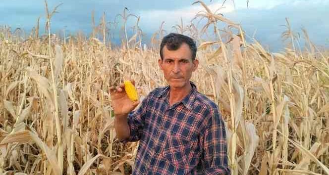 Mısır susuz kaldı, verim yarıya düştü