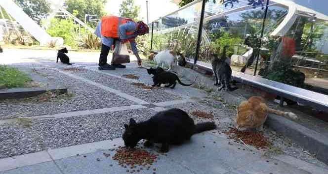 Geri dönüşümden kazandıklarını sokak hayvanları için harcıyor