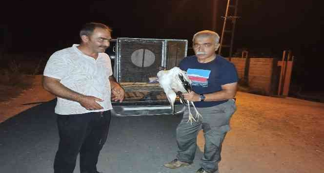 Rüzgardan etkilenen leylek tedavi altına alındı
