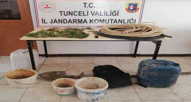 Tunceli’de bir evde kenevir ele geçirildi
