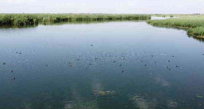 Ağrı Dağı Milli Parkı yosun tutmaya başladı