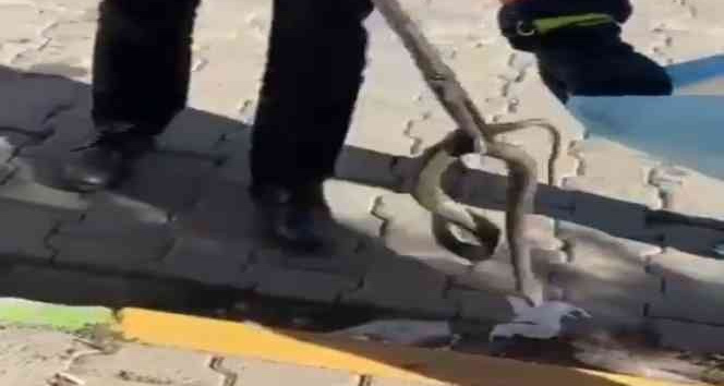 Aracın motor kısmına giren yılan itfaiye tarafından çıkarıldı