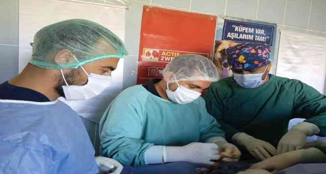 Ardahan Belediyesi ve Haytap’tan sokak hayvanlarına ortak çalışma