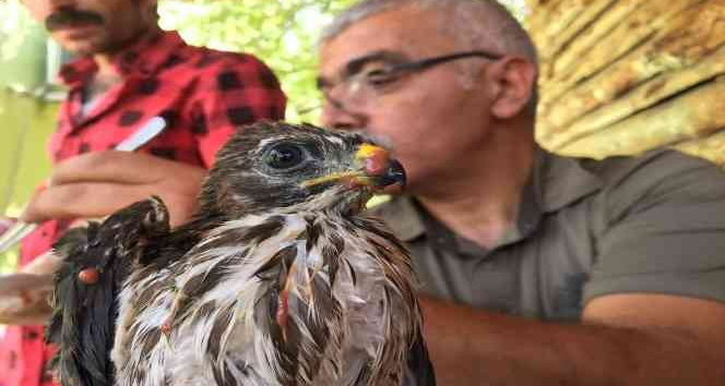 Bakımı yapılan şahin yavrusu tekrar doğaya bırakıldı