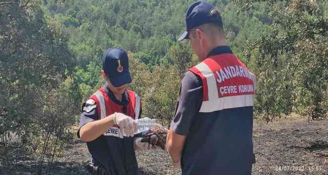 Yangından kaçamayan kaplumbağalar böyle kurtarıldı