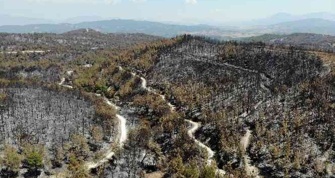 Orman yangınlarına keçiboynuzlu tampon bölge önerisi