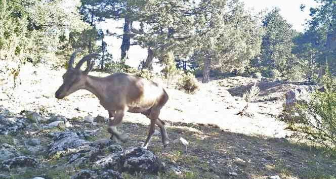 Yaban keçileri Burdur’a uyum sağladı