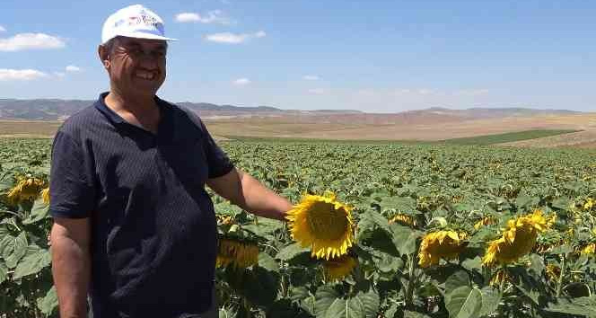 Yağlık ayçiçeği tarlaları yüzleri güldürdü: Çiftçi yüksek verim bekliyor
