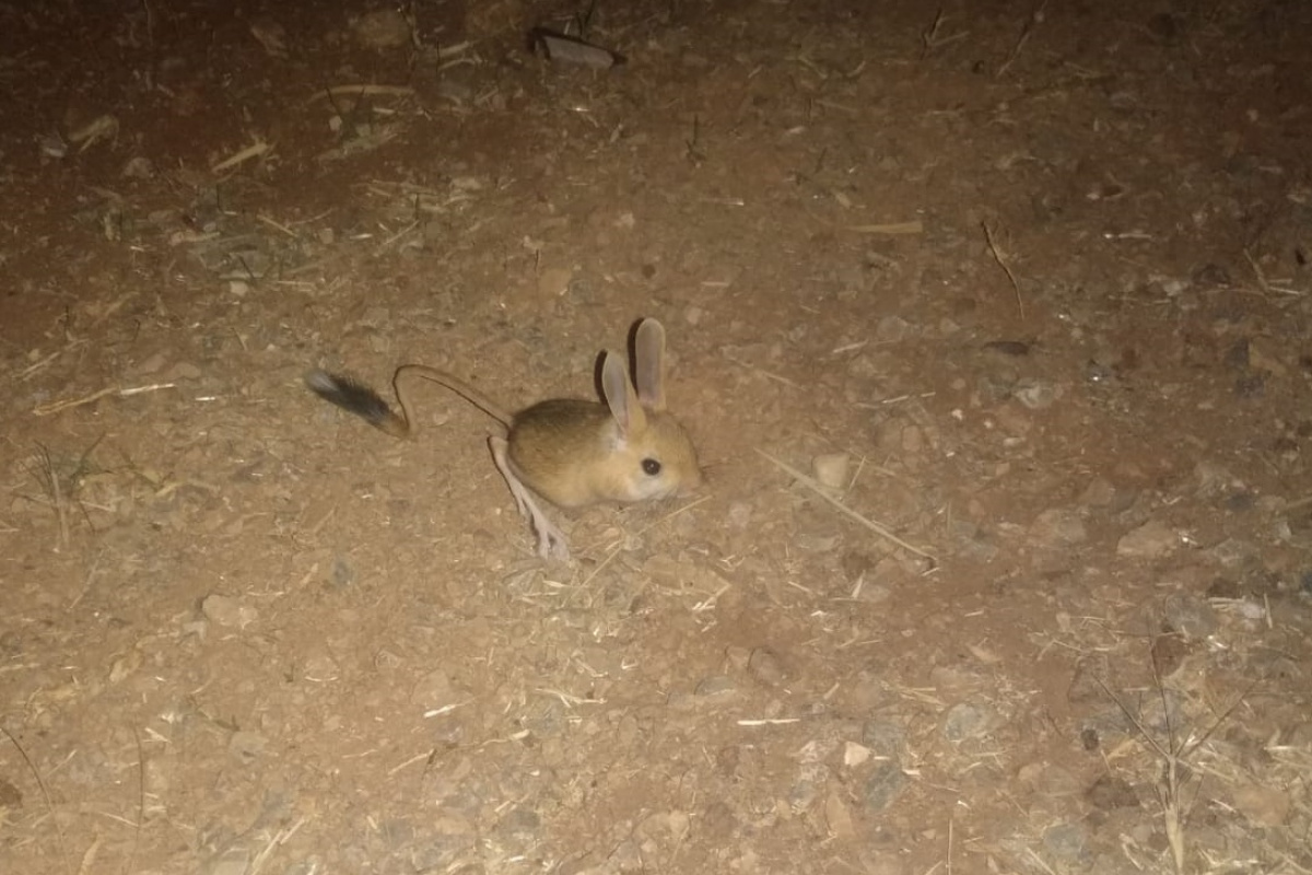 Dünyanın en ilginç hayvanlarından kanguru faresi Afşin’de görüldü