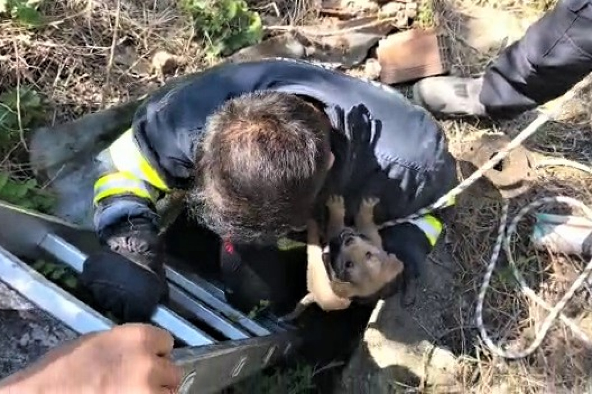 Su kuyusuna düşen yavru köpeği itfaiye kurtardı