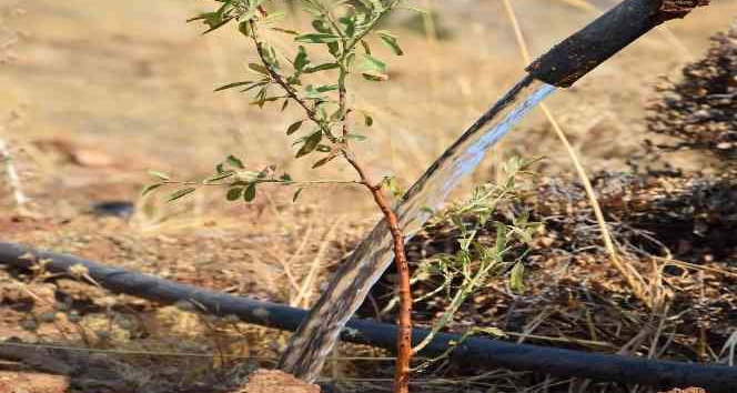 23 Futbol sahası büyüklüğündeki badem ormanı sulanıyor