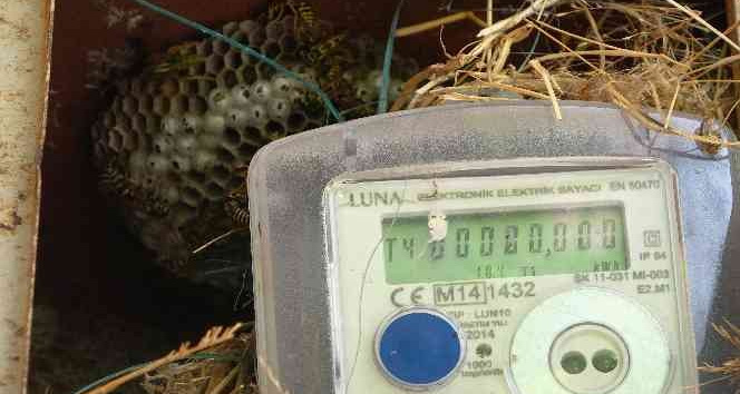 Elektrik arıza ekiplerinin başı arılarla dertte