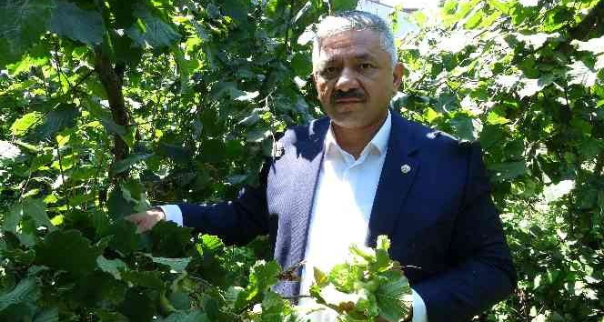 Cumhurbaşkanı, fındık fiyatını Ordu’da açıklayacak
