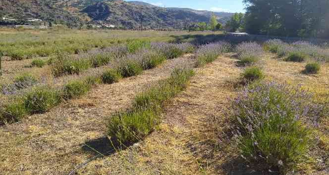 Giresun’da DOKAP desteğiyle lavanta üretimi yaygınlaştırılıyor