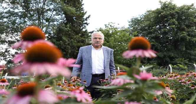 Ordu, tıbbi ve aromatik bitki üretimine göz kırpıyor