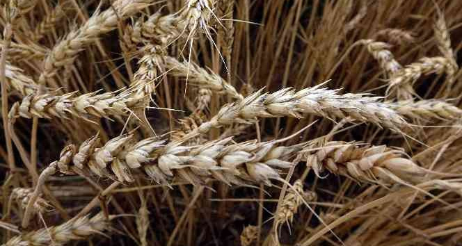 TMO’da buğday ve arpa alım taban fiyatları belirlendi