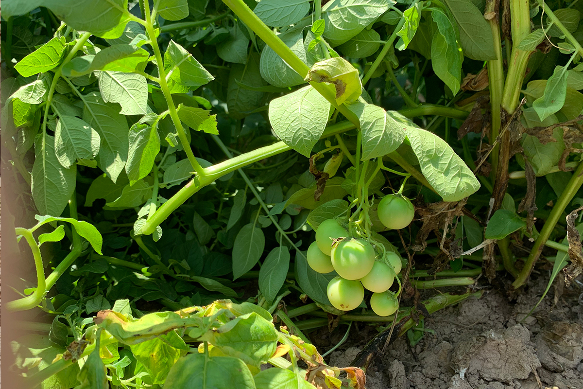 Sakarya’da şaşırtan olay: Tarlalarına patates ektiler, domates çıktı