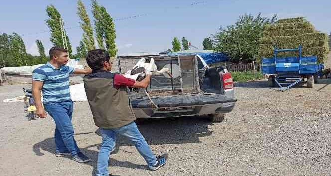Sıcaktan etkilenen leylekler tedavi altına alındı