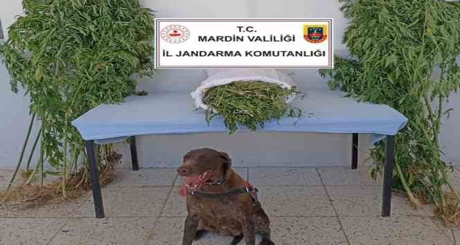 Mardin’de uyuşturucu ve tarihi eser kaçakçılığı operasyonu: 5 gözaltı