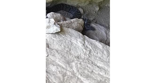 Tunceli’de zehirli "Wagner Kaya Engereği" fotoğraflandı