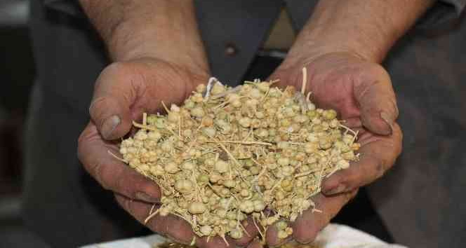 Bu tohumunun faydaları saymakla bitmiyor kapış kapış gidiyor