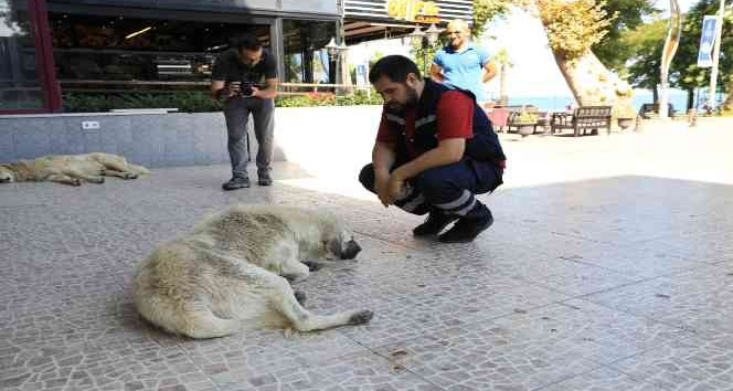 Yalova Belediyesi 2. etap bisiklet ve yaya yolunda çalışmaları tamamladı