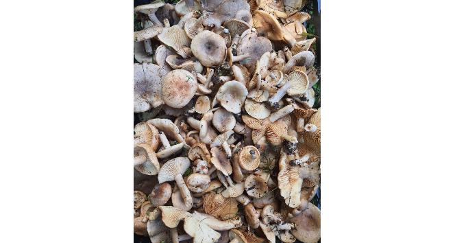 Orman mantarı lezzeti ile kendini aratıyor