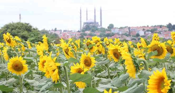 İlaçlama yapılan tarlalarda tırtıldan eser kalmadı
